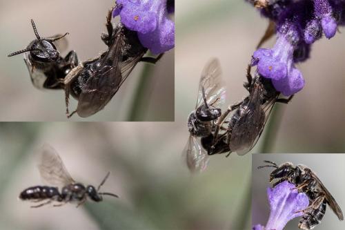 Lasioglossum sp.